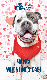 Valentine's Day 2019: Happy Valentine's Day Dog